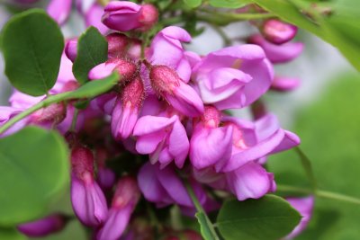 Robinia hispida 'Macrophylla' - trnovník hňatý - květy 1